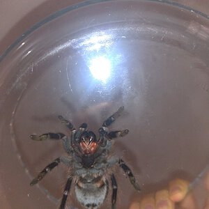 Brazilian Tarantula: Possible Acanthoscurria? [6/7]