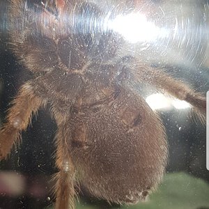 8cm Aphonopelma chalcodes [ventral sexing] [2/2]