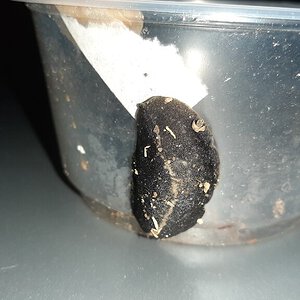 Leech ID Request [1/2]