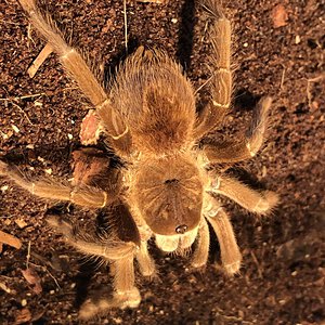 Sold as "Pink Goliath Birdeater" [1/4]