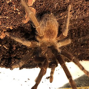 Sold as "Pink Goliath Birdeater" [2/4]