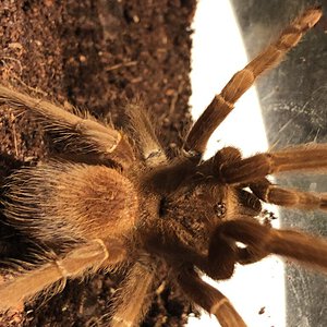 Sold as "Pink Goliath Birdeater" [3/4]