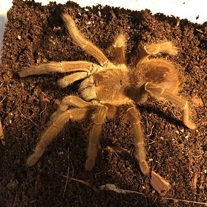 Sold as "Pink Goliath Birdeater" [4/4]