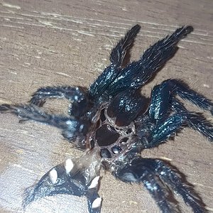 3" Chromatopelma cyaneopubescens [molt sexing] [1/2]