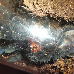 Lampropelma sp. "Borneo black" [ventral sexing] [1/2]