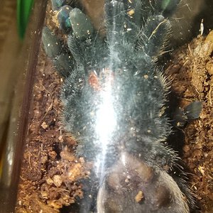 Lampropelma sp. "Borneo black" [ventral sexing] [2/2]