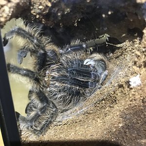 Tliltocatl albopilosus Molting