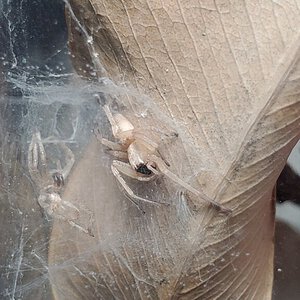 Anyphaenidae ( ghost spider )
