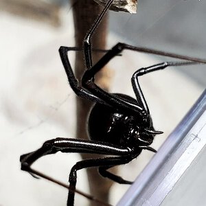 Latrodectus hesperus