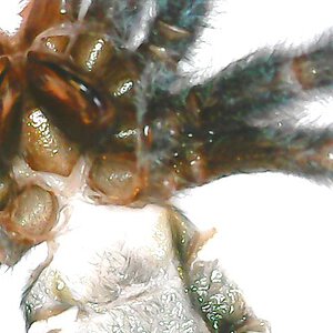 Caribena versicolor male or female? 2,5 cm body. Thanks