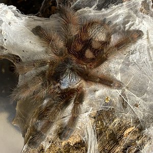 Caribena Versicolor