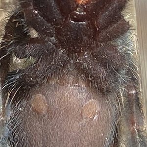 Poecilotheria Ornata Male or Female