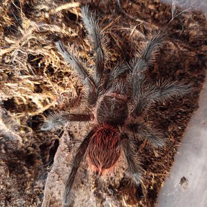 Grammostola actaeon