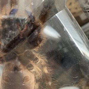 Poecilotheria rufilata