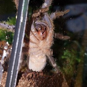 Aphonopelma seemanni [ventral sexing] [1/2]