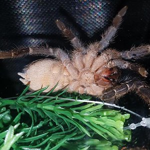 Aphonopelma seemanni [ventral sexing] [2/2]