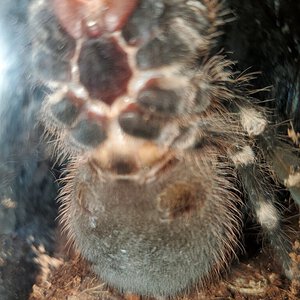 4" Acanthoscurria geniculata [ventral sexing]