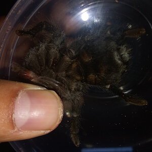 3" Grammostola pulchra [ventral sexing] [1/3]