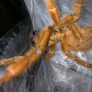 Pterinochilus murinus RCF