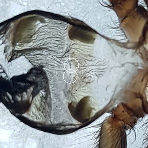 Phormictopus auratus