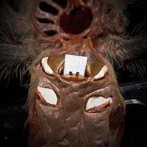 0.1 Thrixopelma ockerti