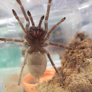 Lasiodora parahybana [ventral sexing]