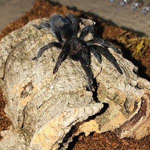 1.5’’ G. pulchra sling