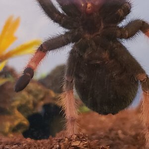 3.5" Brachypelma emilia [ventral sexing] [1/3]