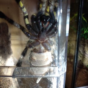 P regalis