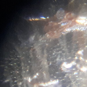 Theraphosa apophysis [molt sexing] [3/4]