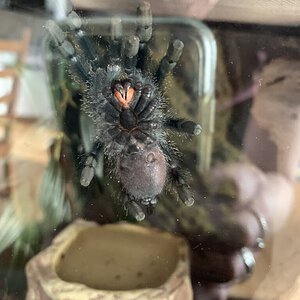 Avicularia avicularia [ventral sexing]