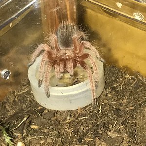 Caught in the Act (Grammostola rosea)