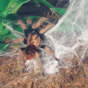 Freshly molted 1.5’’ gbb sling