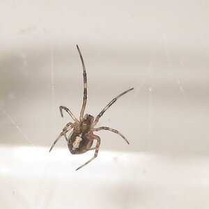 Baby Western Black Widow Spider
