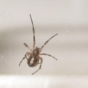 Baby Western Black Widow Spider