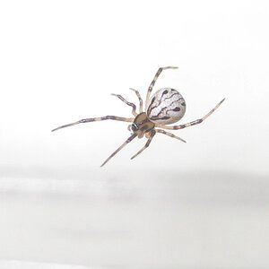 Baby Western Black Widow Spider