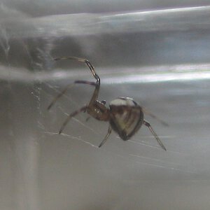 Baby Western Black Widow Spider