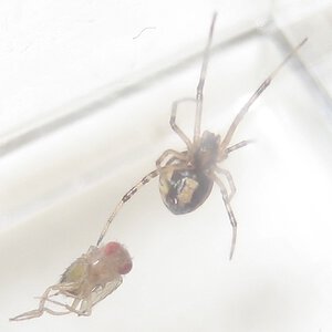 Baby Western Black Widow Spider