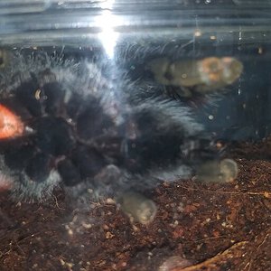 4" Avicularia avicularia [ventral sexing] [1/6]