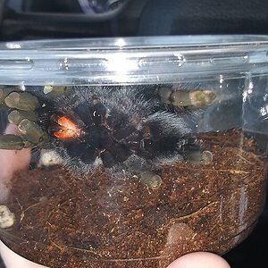 4" Avicularia avicularia [ventral sexing] [2/6]