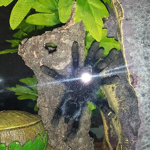 4" Avicularia avicularia [ventral sexing] [3/6]