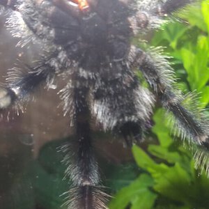 4" Avicularia avicularia [ventral sexing] [6/6]