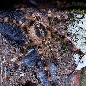 Poecilotheria subfusca "Lowland"