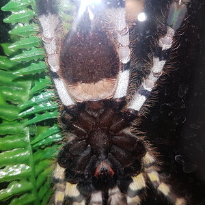 Poecilotheria [ventral sexing] [1/2]