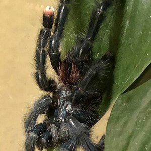 Freshly molted (sold as C Versicolor) Part 1