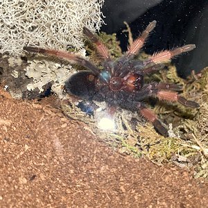 3" Brachypelma emilia [ventral sexing] [2/3]