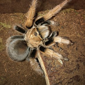 Aphonopelma chalcodes