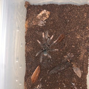 Theraphosa Apophysis