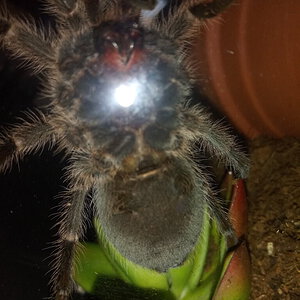 2.5" Grammostola porteri [ventral sexing] [1/2]