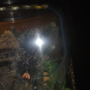 2.5" Avicularia avicularia [ventral sexing]